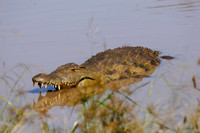crocodile in swaziland