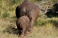 mom and baby rhino