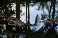 two crocodiles eyeing each other