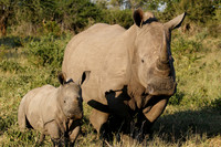white rhino and baby
