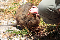 petting the quokkas