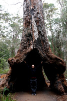 giant tingle tree and not so giant rick