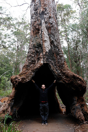 giant tingle tree and not so giant rick