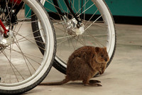 quokka in the bike rental shop