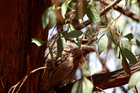 native nocturnal bird hiding in the tree around ayers rock