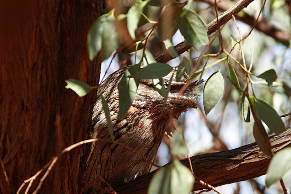 native nocturnal bird hiding in the tree around ayers rock