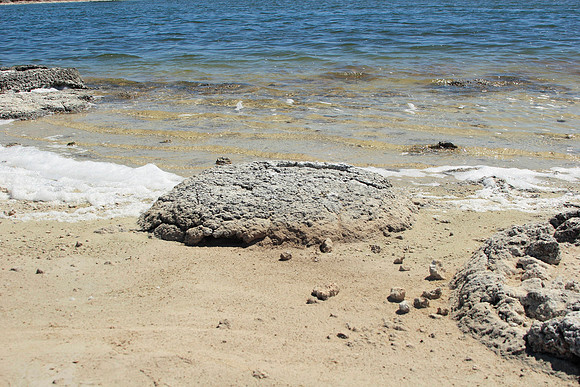 million year old stromatolites near cervantes, north of perth