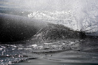 the blow from a brydes whale