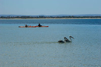 kayakers and pelicans near penguin island, south of perth