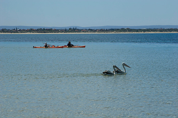 kayakers and pelicans near penguin island, south of perth