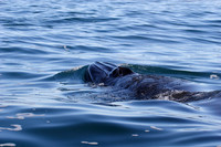 the top side of a brydes whale
