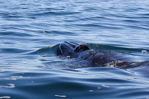 the top side of a brydes whale