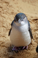 penguin at the penguin rehab centre on penguin island