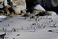 more penguins