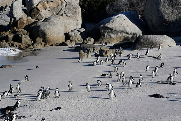 more penguins