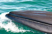 up and close and personal with a curious brydes whale