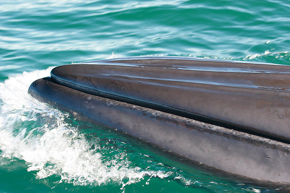 up and close and personal with a curious brydes whale