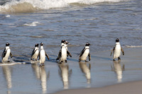 penguins arriving on the beach in the evening