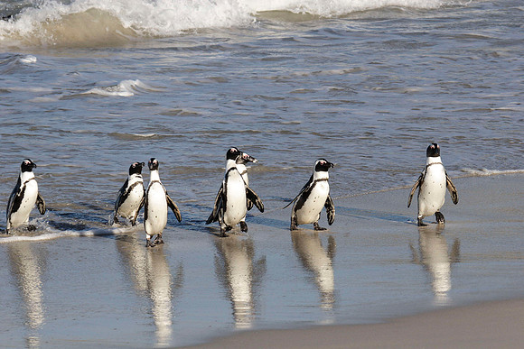 penguins arriving on the beach in the evening