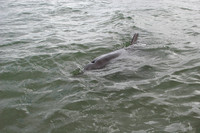 dolphin in the bay at koombana beach in bunbury