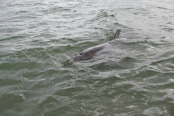 dolphin in the bay at koombana beach in bunbury