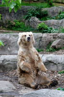 feeding time for the Kodiak bears