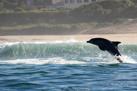 self propelled dolphin