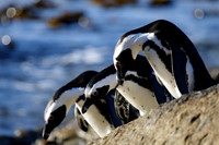 penguins getting ready to jump off the rock