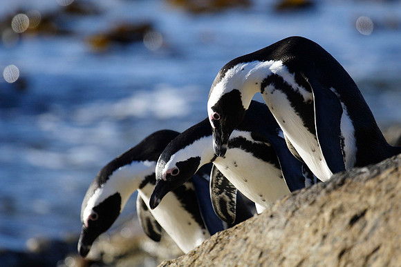penguins getting ready to jump off the rock