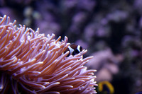Sydney aquarium