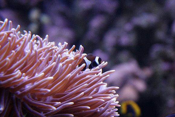 Sydney aquarium