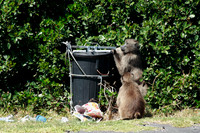 baboons breaking into the garbage cans - even a fortified garbage can is not a match for the aggresive baboons