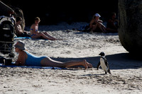 penguin walking amongst the sunbathers on boulders beach