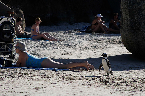 penguin walking amongst the sunbathers on boulders beach