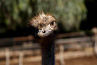 staring contest with an ostrich