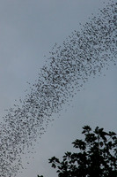 every day, as long as it isn't raining, millions of tiny bats fly out to find food