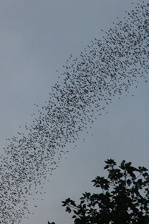 every day, as long as it isn't raining, millions of tiny bats fly out to find food