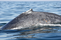 the unmistakable hump of a humpback whale