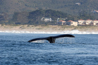 the tail of a southern right whale