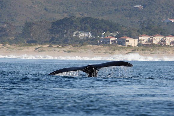 the tail of a southern right whale
