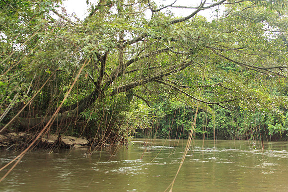 the boatride upriver to the caves