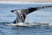 tail of a southern right whale