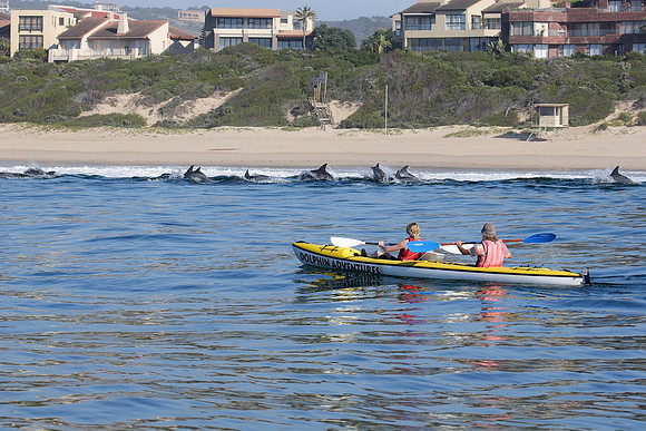 kayaking with dolphins in the bay