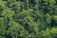 the borneo jungle