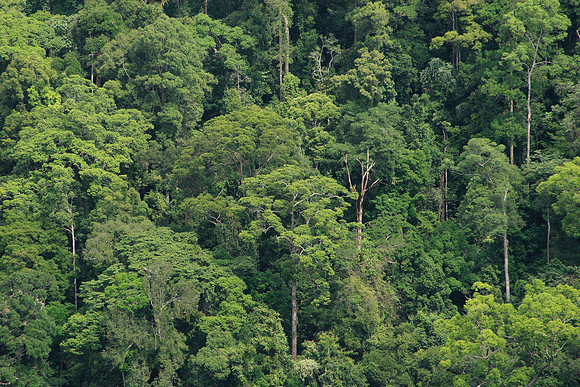 the borneo jungle