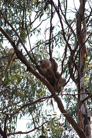 koalas in the wild along the great ocean road