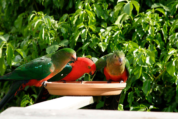 colourful lunch guests
