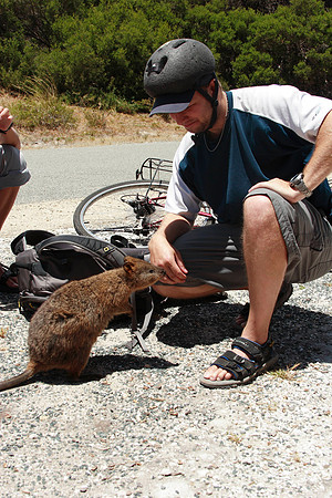 petting the curious quokkas on rottnest island