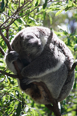 sleeping koala