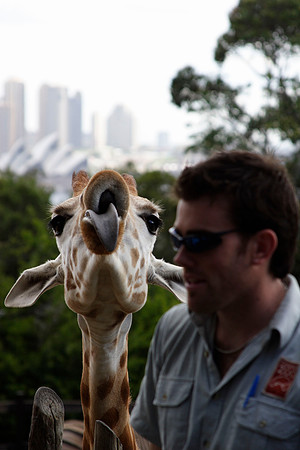 funny giraffe